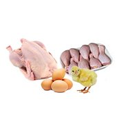 Продукция птицеводства