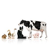 Türkiye'de evcil hayvan ve pet ürünleri - https://tr.all.biz'de ürün kataloğu, toptan ve perakende sipariş etmek